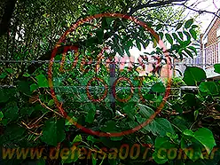 Instalación de concertina lineal sobre cerco vivo.
